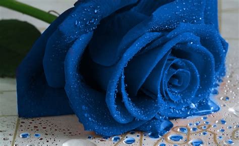 Blue Rose Close Up Droplet Rose Blue Hd Wallpaper Peakpx