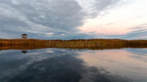 Wooden Lookout Tower Golden Hour In Swamp Lake Stock Photo Image Of