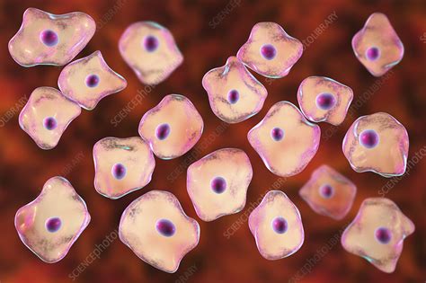 Squamous Epithelium Cells Illustration Stock Image F0239669