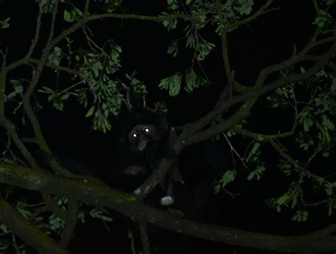 Identifying Animal Eyes At Night My Learning Nature