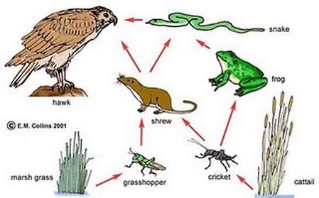 In contrast, a food web is a complex pathway that indicates a number of food chains together to show how the organisms are interlinked with each other to survive. Food web and chain - Arizona Desert