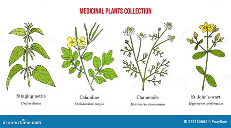 Set Of Different Medicinal Plants Cartoon Vector CartoonDealer Com