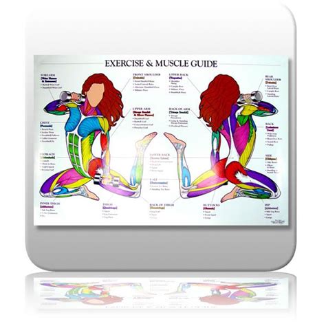 Lv This Multicolour Muscle Chart Workout Chart Exercise Muscle