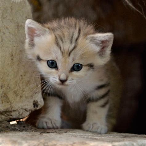 Sand Cat Facts Diet Pictures Adaptations And Predators