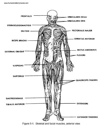 Posterior Anterior Body Diagram