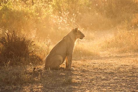 Lioness At Dawn Patient Lioness Waiting At Sunrise In The Serengeti