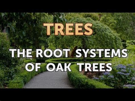 Visualize The Structure And Function Of An Oak Tree Root System With