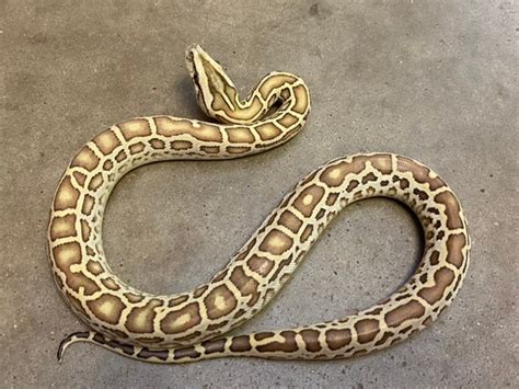 Hypo Female Possible Het Albino Granite Labyrinth Burmese Python By