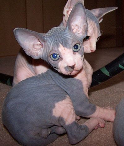 Because friendlier cats might be selected for breeding; Hairless Sphynx Kittens for Adoption .: SPHYNX kittens for ...