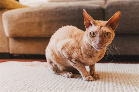 Peterbald Cat Breed Information And Characteristics