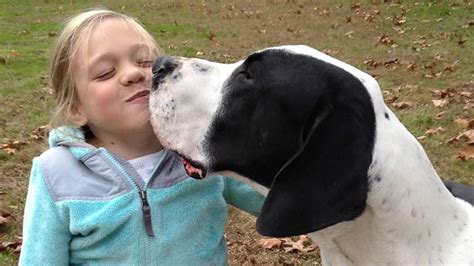 They're the perfect pet for the working parent. Great Dane service dog helps girl with rare disorder walk ...