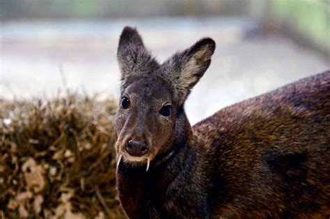 Meet Afghanistans Elusive Endangered Vampire Deer