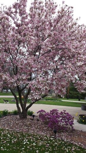 Buy ornamental trees and get the best deals at the lowest prices on ebay! Magnolia tree blooming, April in Wisconsin | Plants