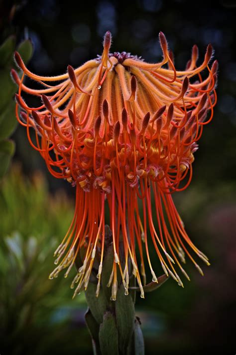 South African Flower Artofit
