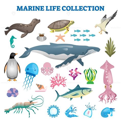 Free Marine Life Collection Vector Illustration Vectormine