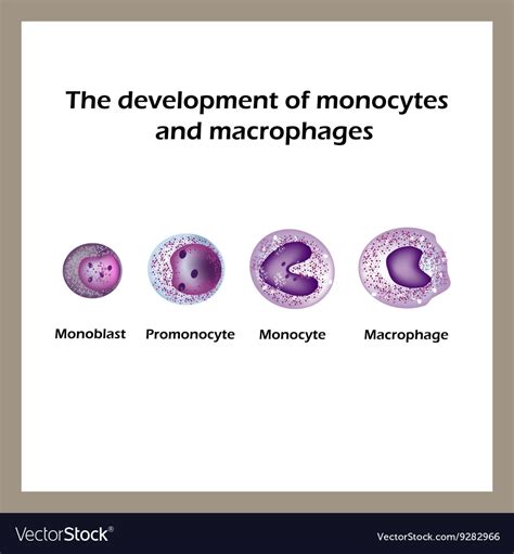 Development Of Monocytes And Macrophages Vector Image