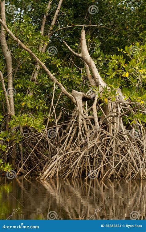 Mangrove Tree Root System Stock Images Image 25282824
