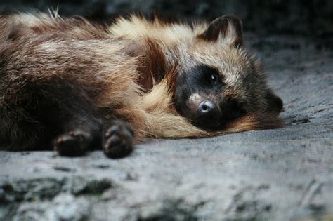 All About Wild Life Information Raccoon Dog Info And Pictures