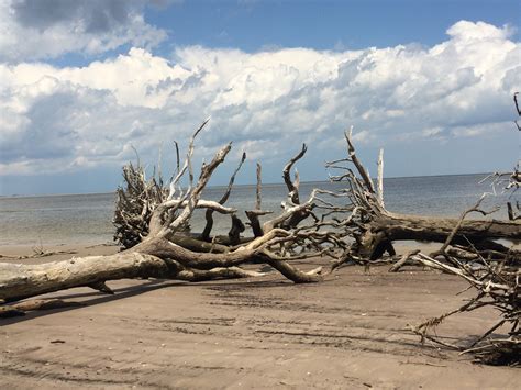 Free Images Natural Wood Driftwood Tree Sky Branch Beach Cloud