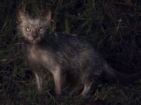 38 Cat Breed Looks Like Werewolf