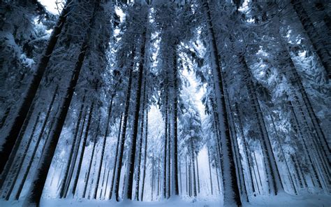 White Forest Wallpapers Top Free White Forest Backgrounds