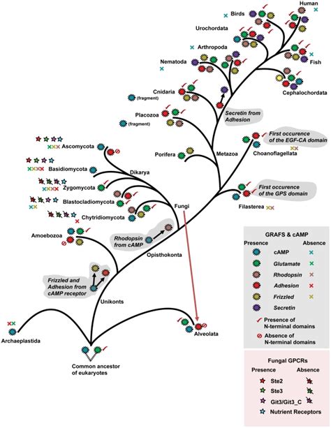 The Eukaryotic Evolutionary Tree Is Constructed With References From