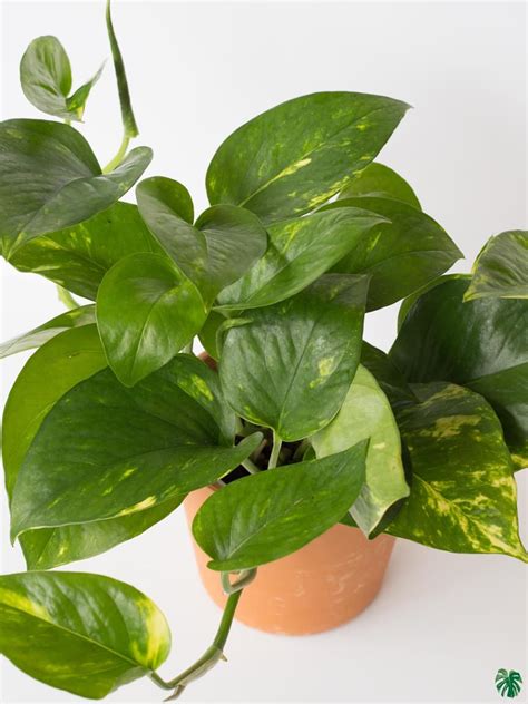 Buy Devil S Ivy Golden Pothos Golden Pothos Online Peppyflora®