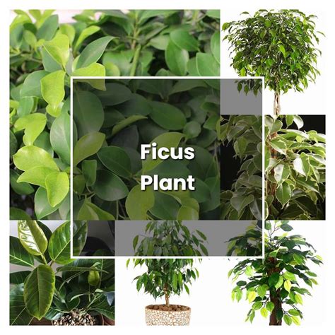 How To Grow Ficus Plant Plant Care And Tips Norwichgardener