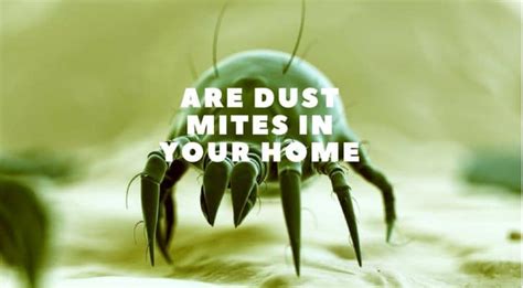 How Do You Know If You Have Dust Mites My Protection Strategies