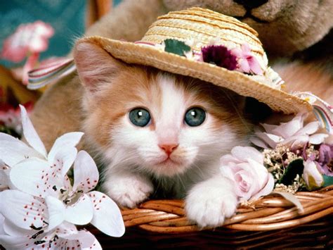 Cute Cats And Kittens Wallpapers Top Free Cute Cats And Kittens