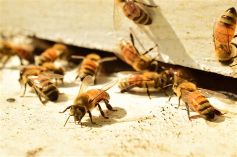 Identifying Types Of Bees