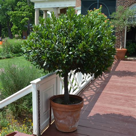 15 Best Trees For Pots Trees That Grow Well In Pots