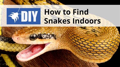 How To Find Snakes Indoors Snake Inspection Youtube
