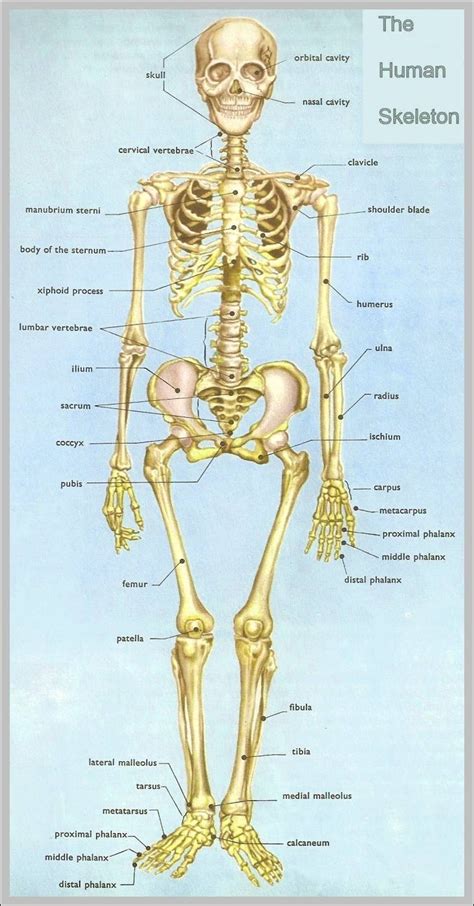 Anatomy Diagram Of The Human Body Human Organs Anatomy Body Diagram Torso Showing Anatomical