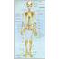Human Body Bones Diagram / Anatomy And Physiology Of 