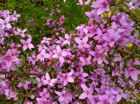 Fileboronia Ledifolia Flowers 1