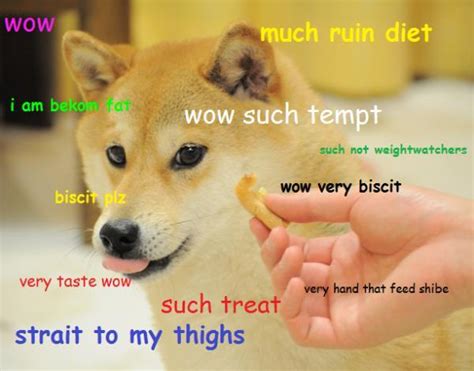 Introducing Doge The Internet Meme Which Has Everybody
