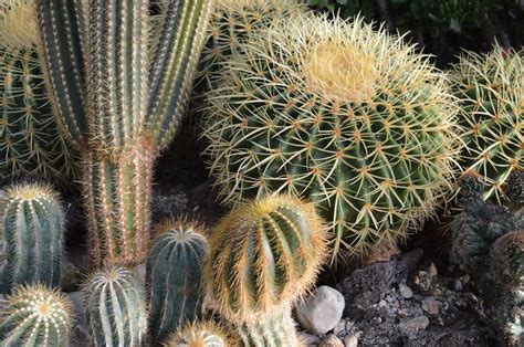 Free Images Nature Cactus Desert Flower Botany Cacti Lens Flare