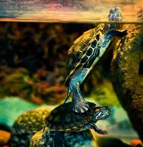 Pin By Bernadette Garcia On Turtles Pet Turtle Turtle Animals