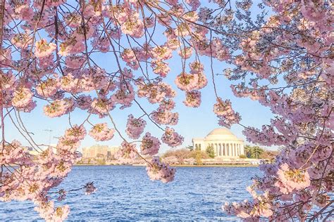 Heres When The Cherry Blossoms Will Peak In Washington Dc — And The