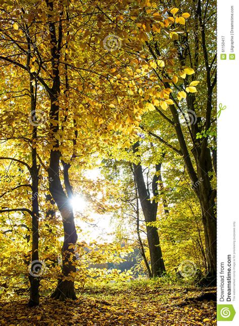 Fall In A Park Beautiful Autumn Forest Landscape Stock