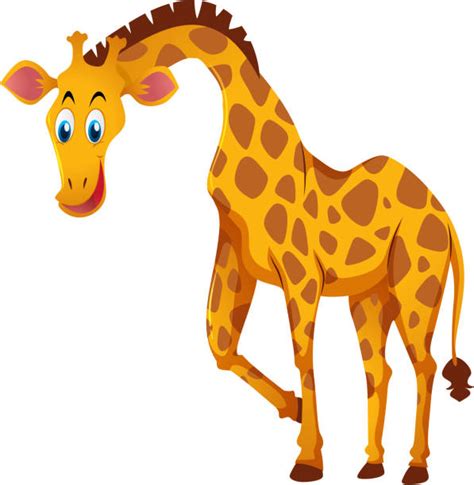 Giraffe White Background Illustrations Royalty Free Vector Graphics