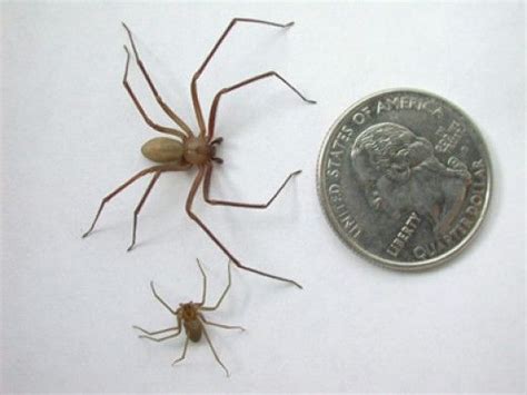 The Brown Recluse Or Violin Spider With Images Brown Recluse Spider