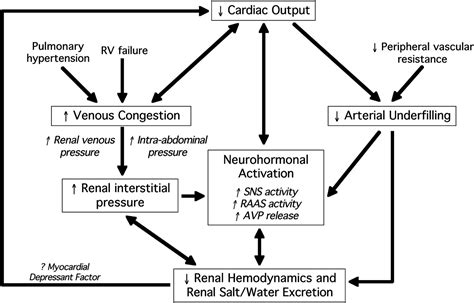 At the same time, the myocardium is not able to develop proper efforts to expel blood from the left ventricle. Cardiorenal syndrome in decompensated heart failure | Heart