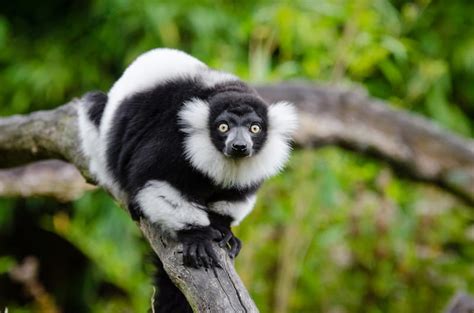 Lemuri I Primati Del Madagascar Biopills