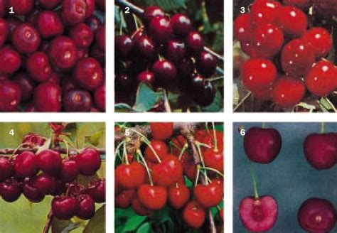 Cherry Red Discolouration In Carbon Monoxide Poisoning The Lancet