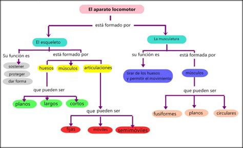 Cuadros Sinópticos Sobre El Aparato Locomotor Cuadro Comparativo