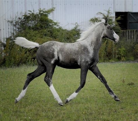 50 Shades Of Dappled Grey Horses Pretty Horses Horse Breeds