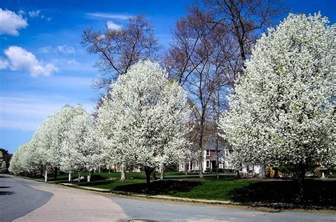 Cleveland Flowering Pear Tree For Sale Online The Tree Center