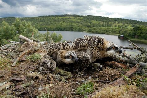 Updated News Latest Cctv Technology Allows Everyone To Watch The Rare Ospreys At Loch Of The